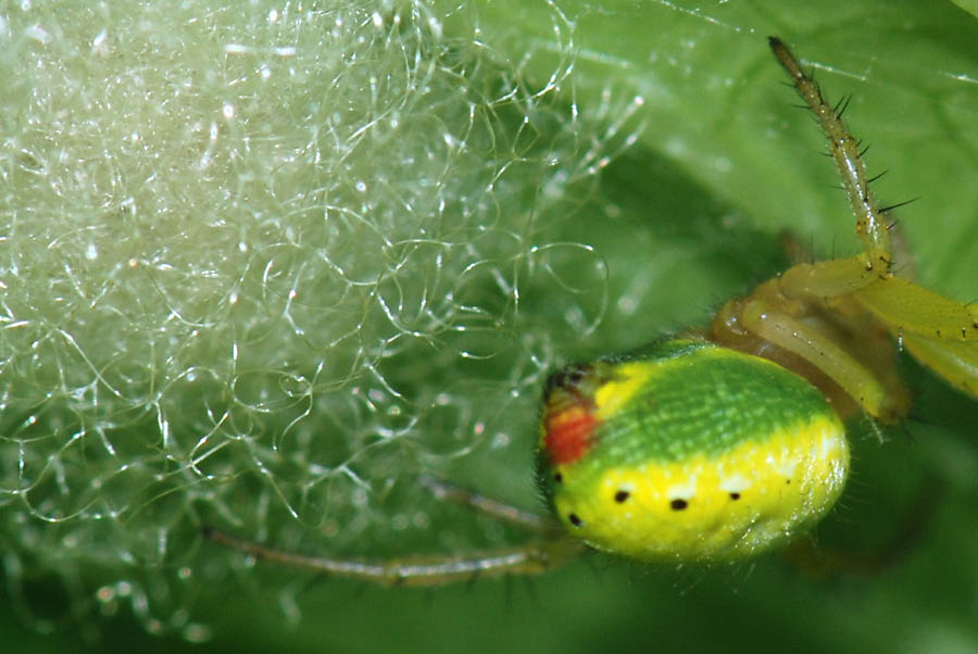 Araniella sp.